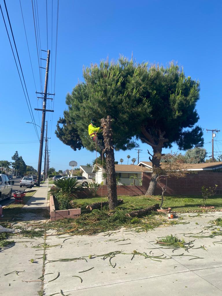 Joaquin Tree Services Image